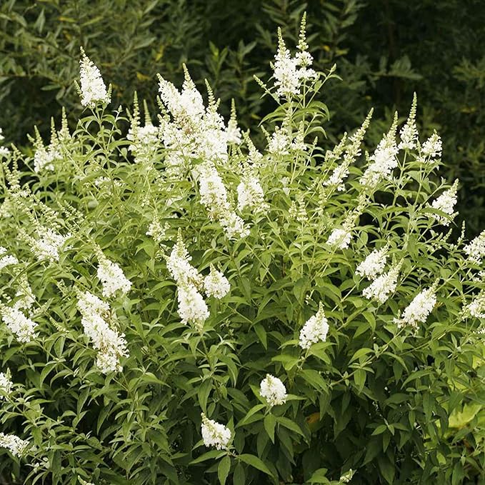 White Butterfly Bush Seeds, Buddleia Davidii Perennial Shrub, Attracts Butterflies, Low Maintenance, Fast Growing, Outdoor Patio Bed - Image 6