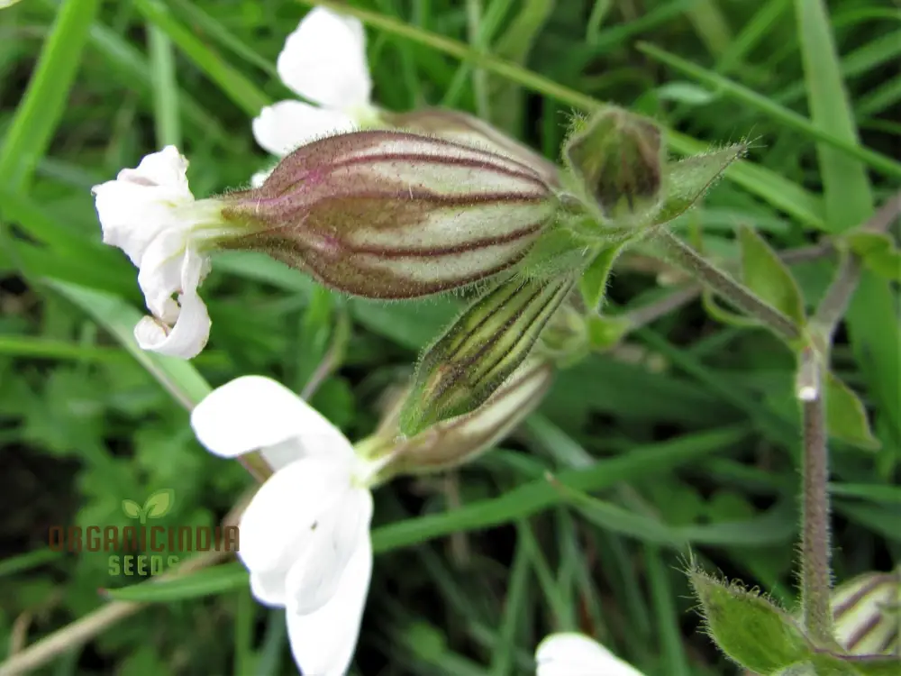 White Campion Seeds for Planting, Gardening Enthusiasts | Cultivated Excellence in Your Garden - Image 3