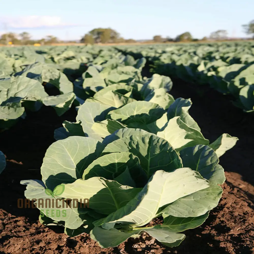 Organic White Cauliflower Seeds - Grow Crisp, Nutrient-Rich Heads in Your Garden - Image 4