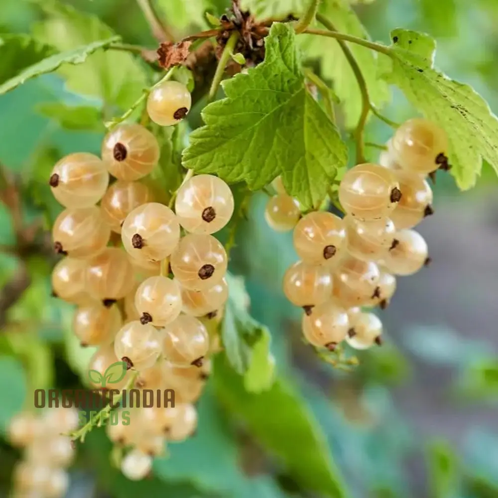 WHITE CURRANT (Rubrum Alba) Seeds for Gardening - Premium Quality, Organic, and Ideal for Home Gardens
