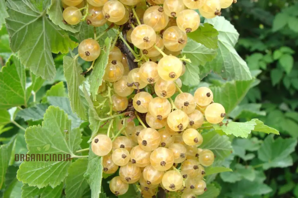 WHITE CURRANT (Rubrum Alba) Seeds for Gardening - Premium Quality, Organic, and Ideal for Home Gardens - Image 3