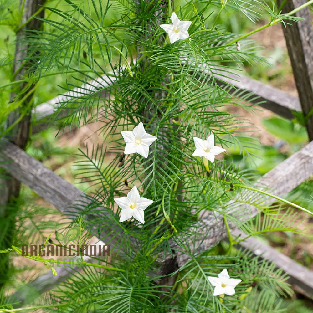 White Cypress Vine Seeds – Premium Climbing Vine Variety for Elegant Garden Displays