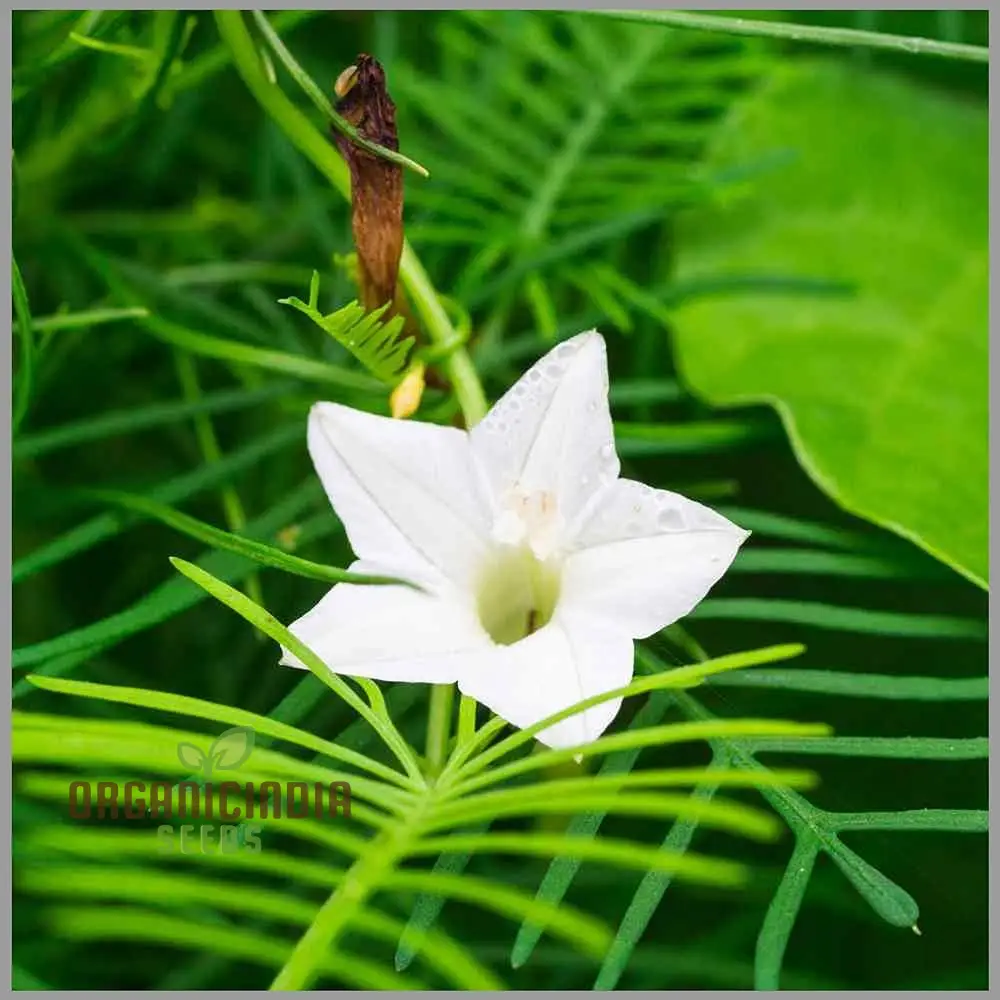 White Cypress Vine Seeds – Premium Climbing Vine Variety for Elegant Garden Displays - Image 3
