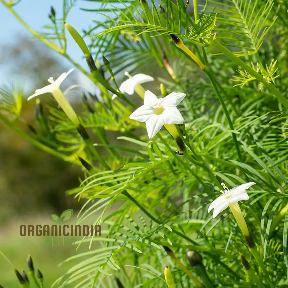 White Cypress Vine Seeds – Premium Climbing Vine Variety for Elegant Garden Displays - Image 4
