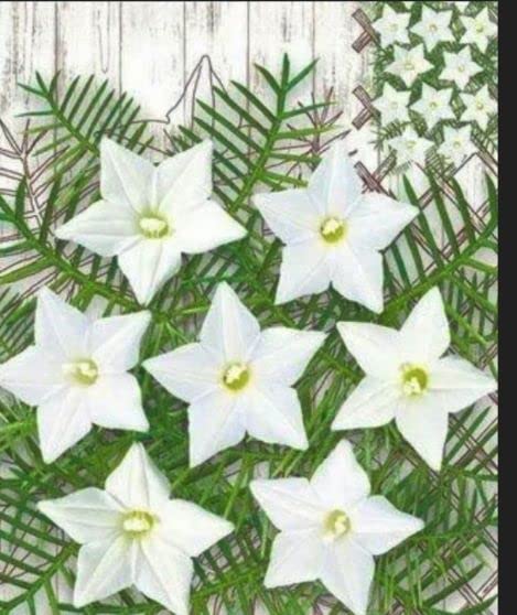 White Cypress Vine Seeds – Premium Climbing Vine Variety for Elegant Garden Displays - Image 5