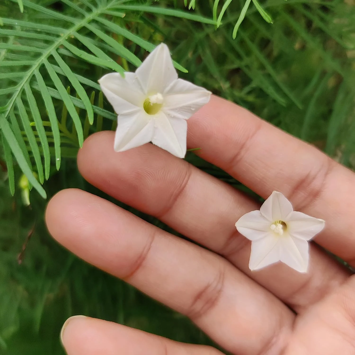 White Cypress Vine Seeds – Premium Climbing Vine Variety for Elegant Garden Displays - Image 6