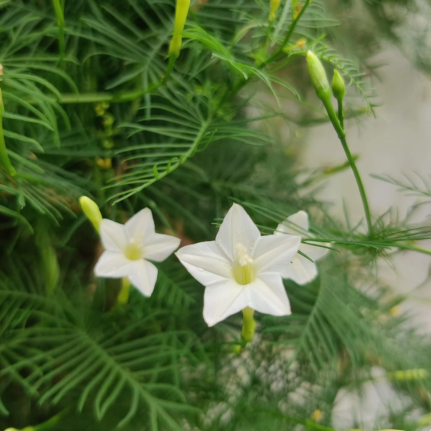 White Cypress Vine Seeds – Premium Climbing Vine Variety for Elegant Garden Displays - Image 7