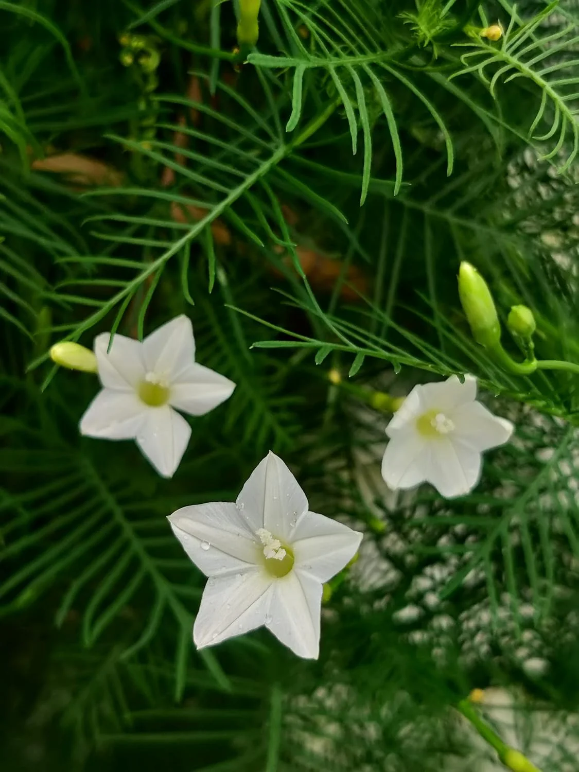 White Cypress Vine Seeds – Premium Climbing Vine Variety for Elegant Garden Displays - Image 8