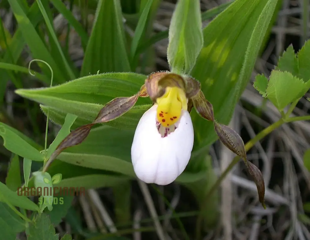 Orchid Seeds (White Cypripedium Slipper Orchid Seeds) - Rare White Blooms for Shaded Gardens