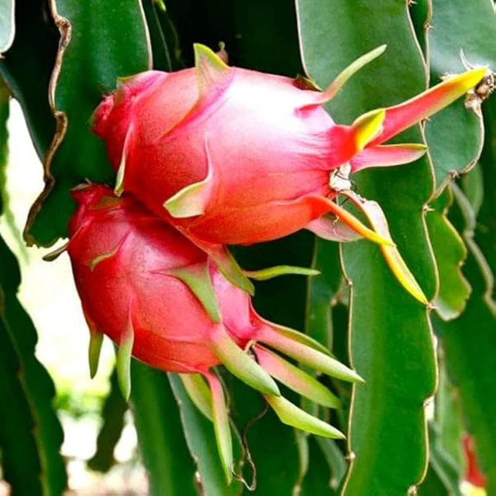 White Dragon Fruit Seeds