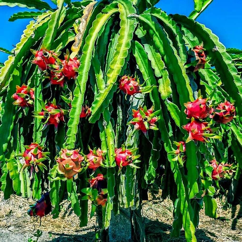 White Dragon Fruit Seeds - Image 3