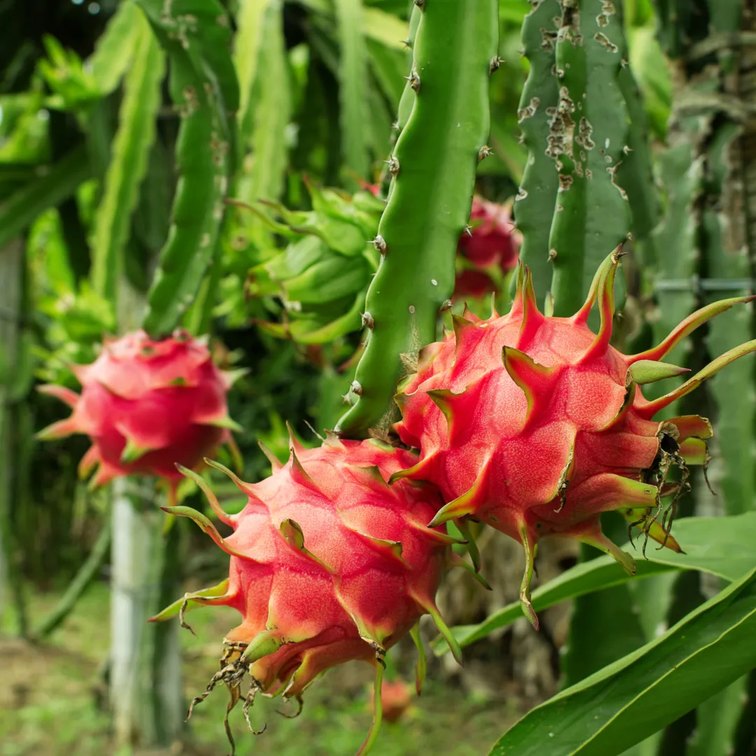 White Dragon Fruit Seeds - Image 4