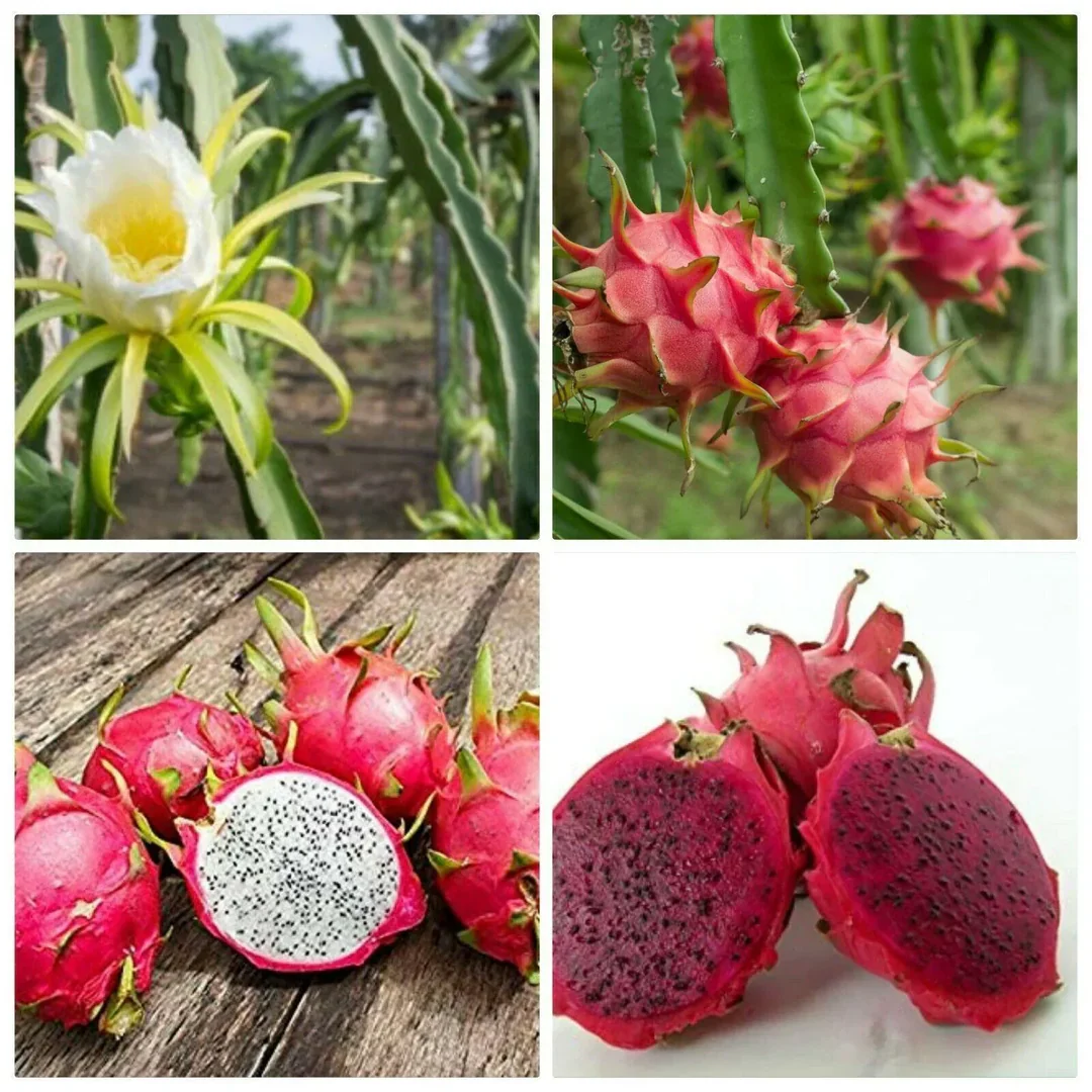 White Dragon Fruit Seeds - Image 6