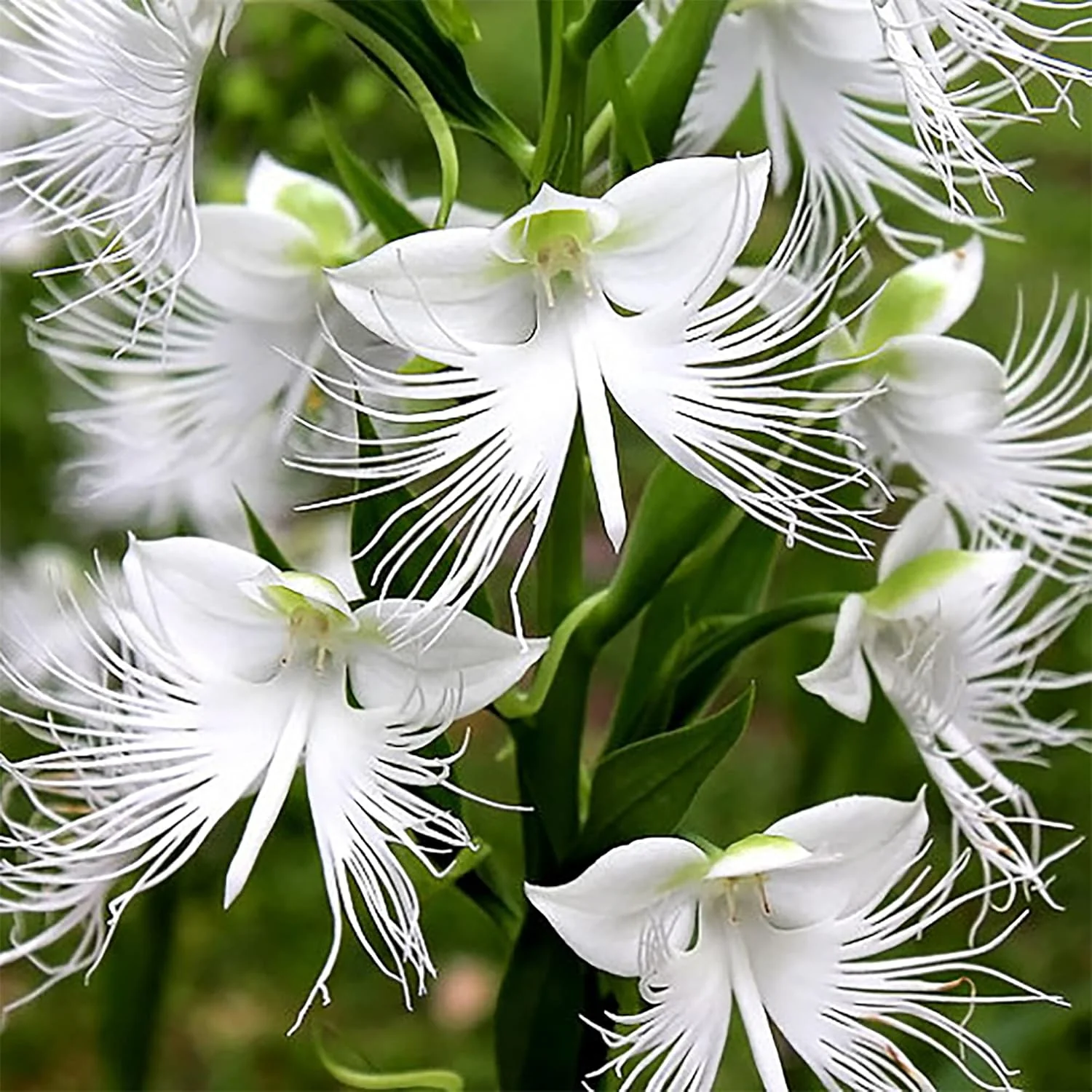 White Egret Orchid Seeds – Habenaria Radiata for Elegant Garden Blooms