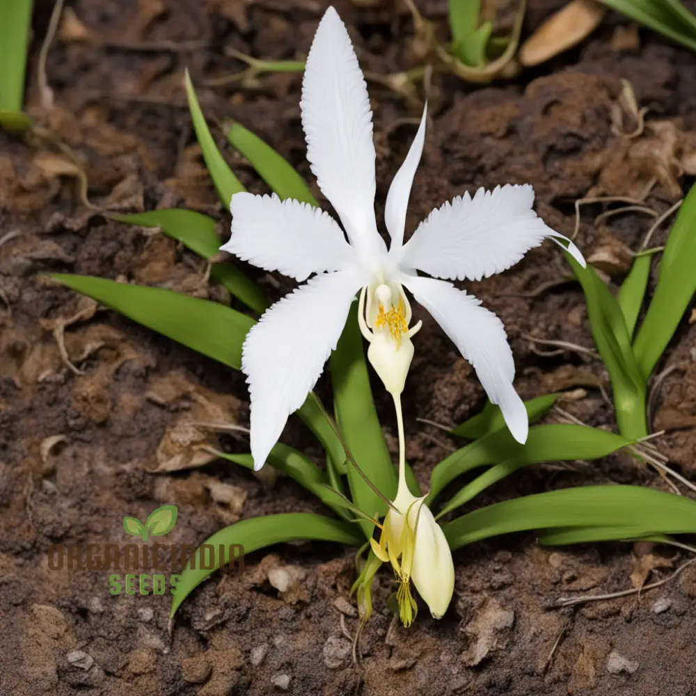 White Egret Orchid Seeds – Habenaria Radiata for Elegant Garden Blooms - Image 4
