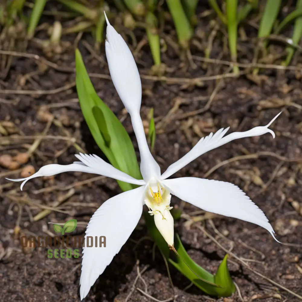White Egret Orchid Seeds – Habenaria Radiata for Elegant Garden Blooms - Image 5