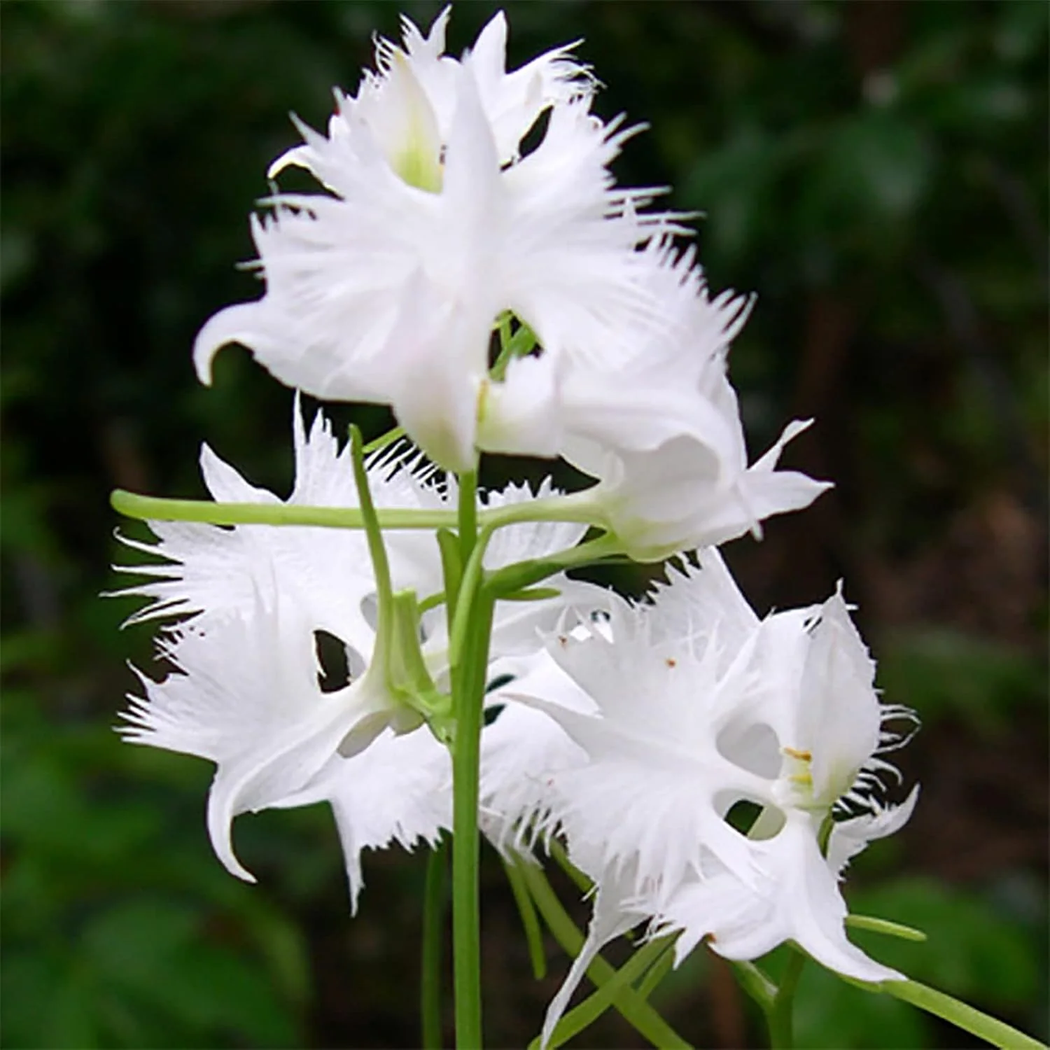 White Egret Orchid Seeds – Habenaria Radiata for Elegant Garden Blooms - Image 6