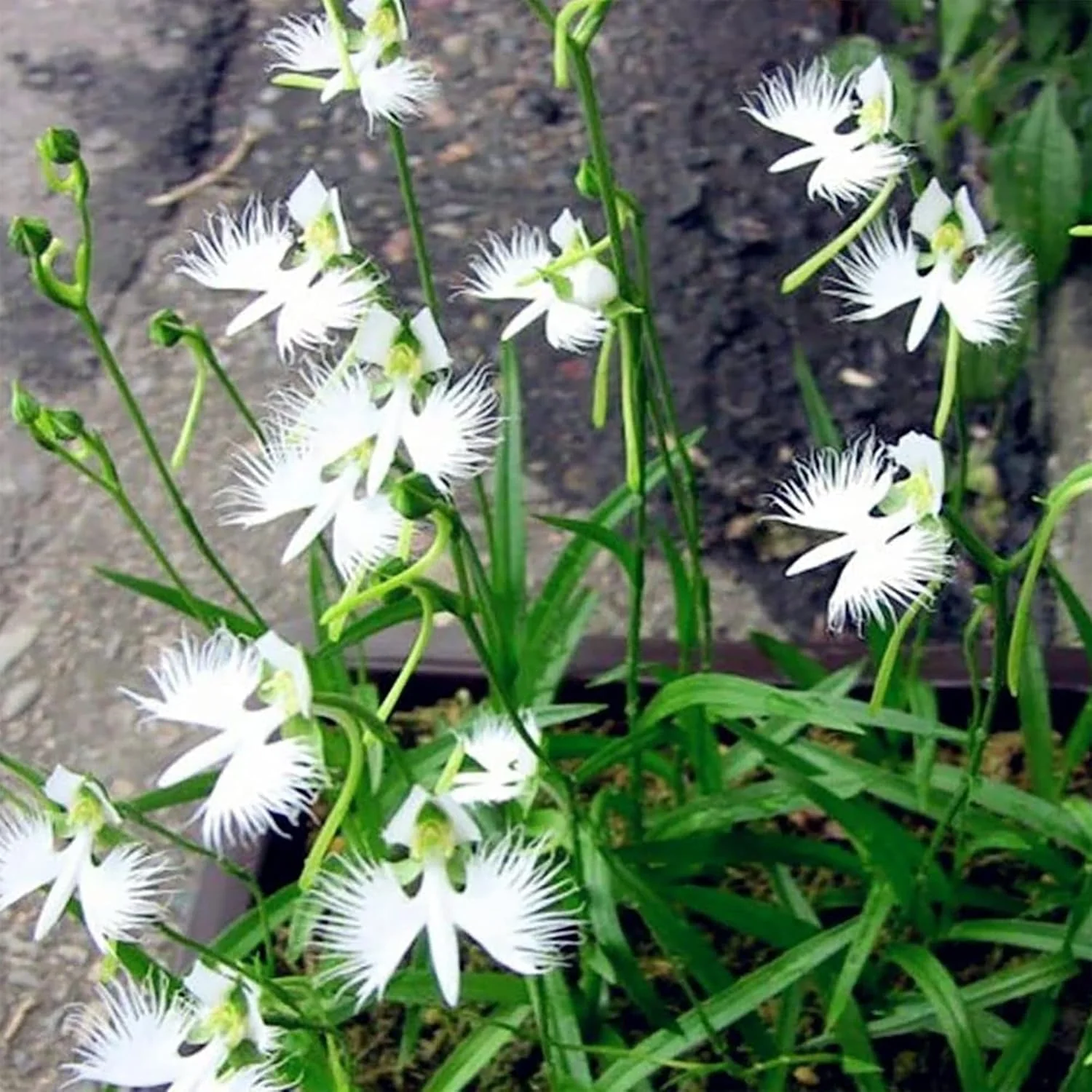White Egret Orchid Seeds – Habenaria Radiata for Elegant Garden Blooms - Image 7