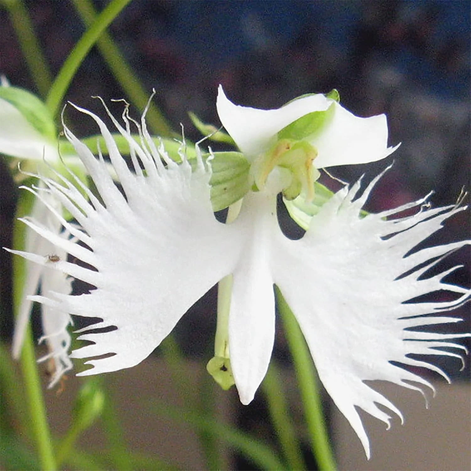 White Egret Orchid Seeds – Habenaria Radiata for Elegant Garden Blooms - Image 8