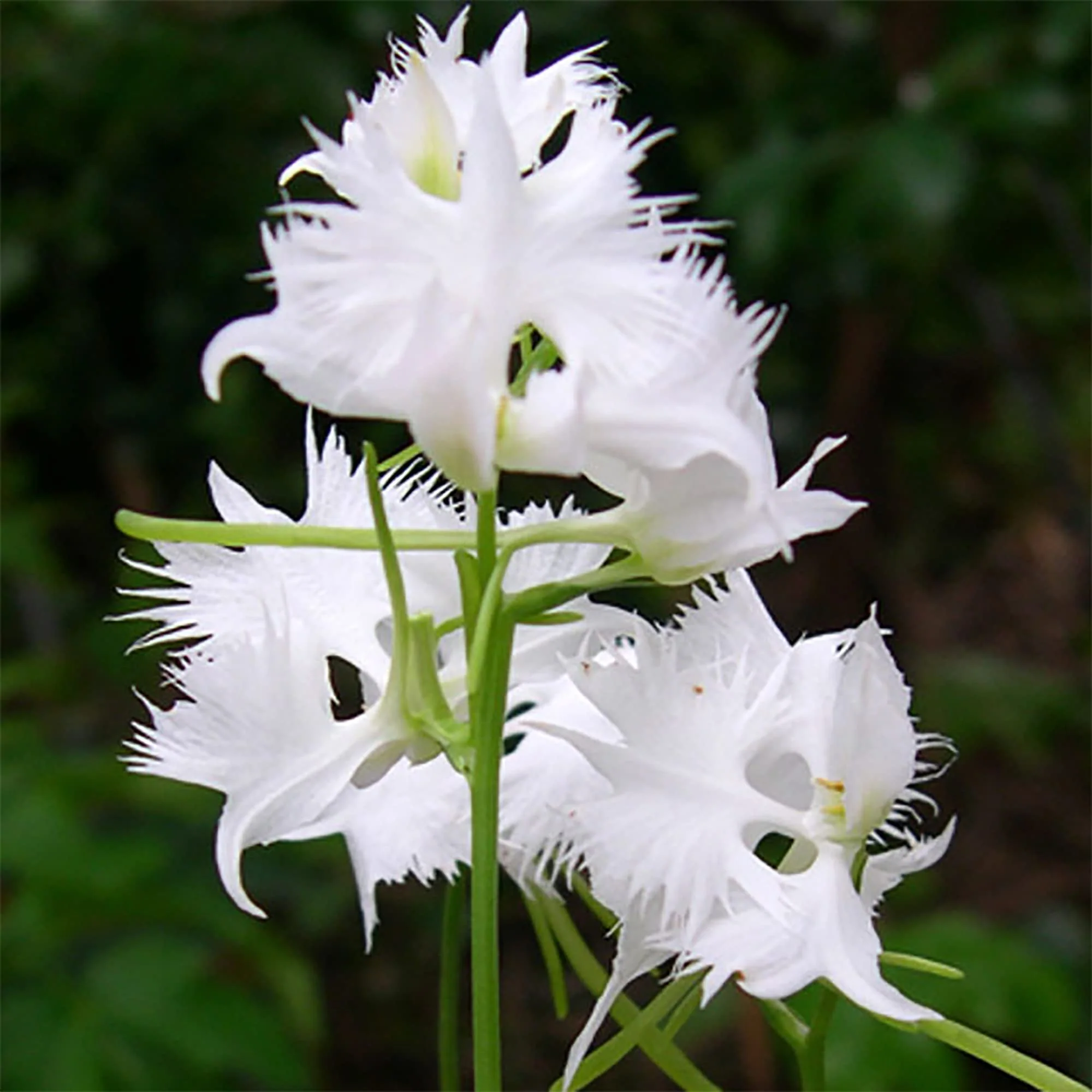 White Egret Orchid Seeds for Planting - Image 3