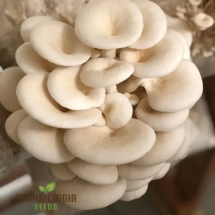 White Elm Oyster Mushroom Grow Kit, Cultivate Fresh and Flavorful Fungi at Home with All-in-One Vegetable Seed Package - Image 3