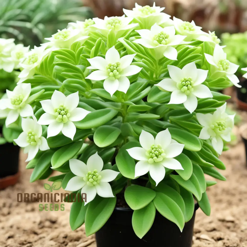 White Euphorbia Milii (Crown of Thorns) Flower Seeds Elevate Your Gardening with Unique, Resilient Blooms