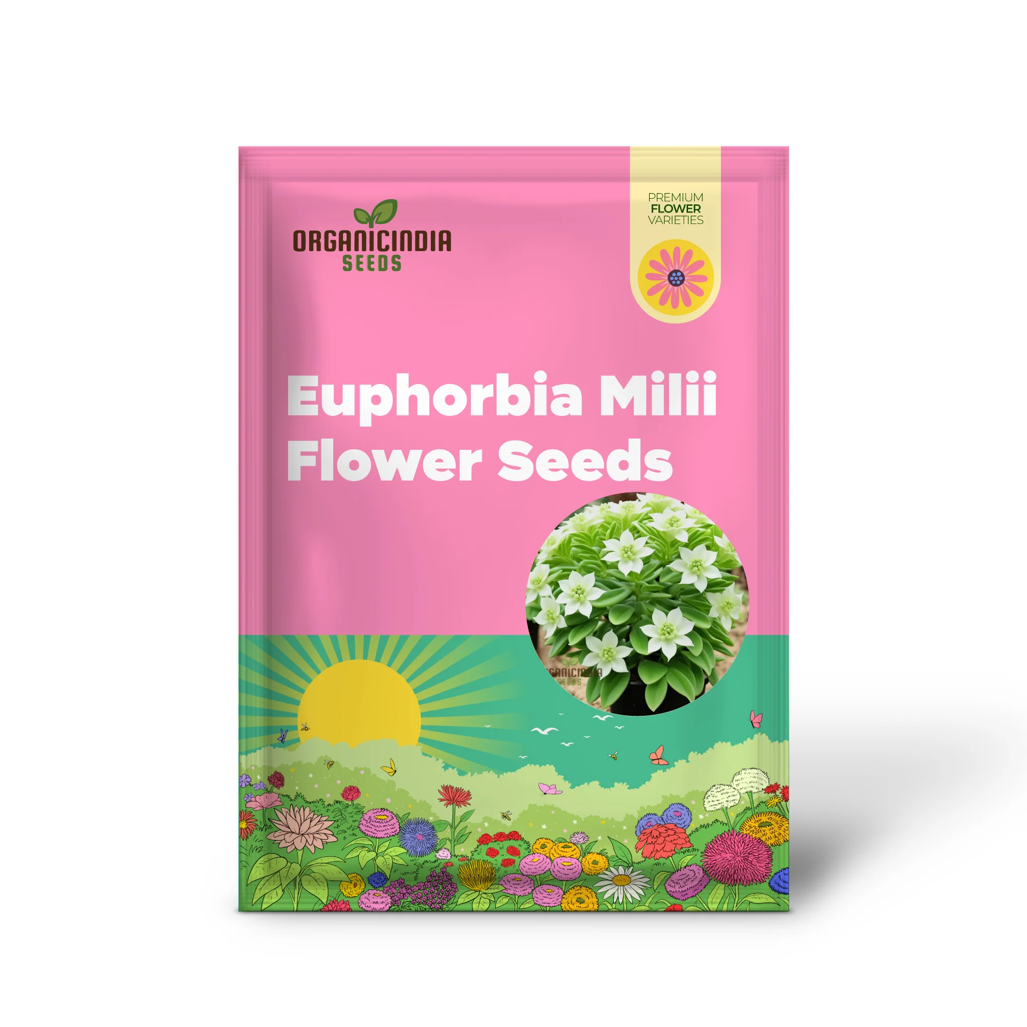 White Euphorbia Milii (Crown of Thorns) Flower Seeds Elevate Your Gardening with Unique, Resilient Blooms - Image 2
