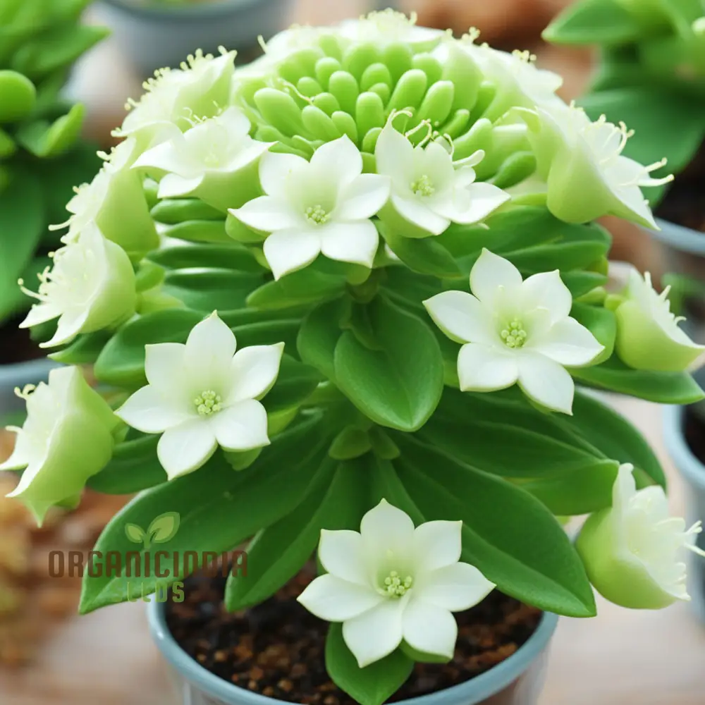 White Euphorbia Milii (Crown of Thorns) Flower Seeds Elevate Your Gardening with Unique, Resilient Blooms - Image 3