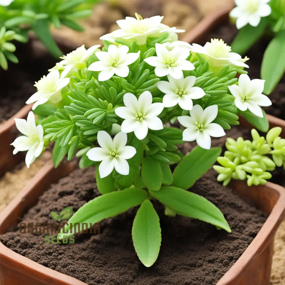 White Euphorbia Milii (Crown of Thorns) Flower Seeds Elevate Your Gardening with Unique, Resilient Blooms - Image 4