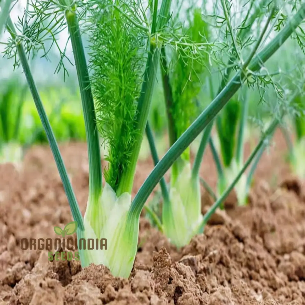 White Fennel Vegetable Seeds for Your Garden - Buy Fennel Seeds Online for Fresh, Flavorful Harvests
