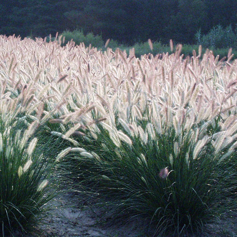 White Fountain Grass Pennisetum Villosum Ornamental Flower Seeds - Image 2