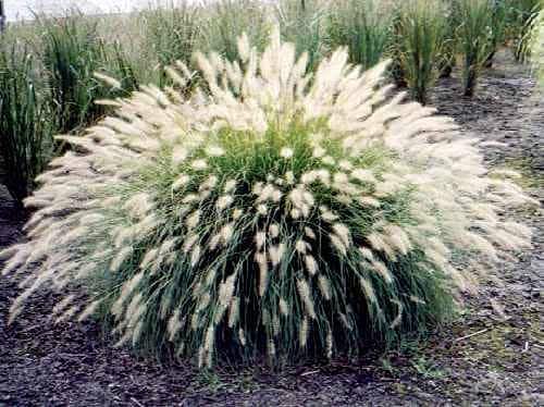 White Fountain Grass Pennisetum Villosum Ornamental Flower Seeds - Image 3