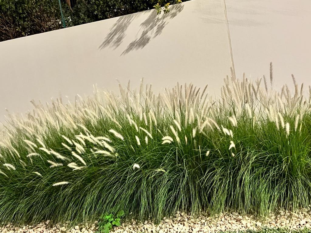 White Fountain Grass Pennisetum Villosum Ornamental Flower Seeds - Image 4