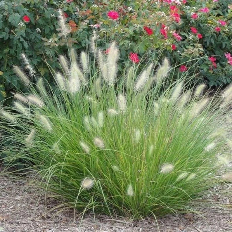 White Fountain Grass Pennisetum Villosum Ornamental Flower Seeds - Image 5