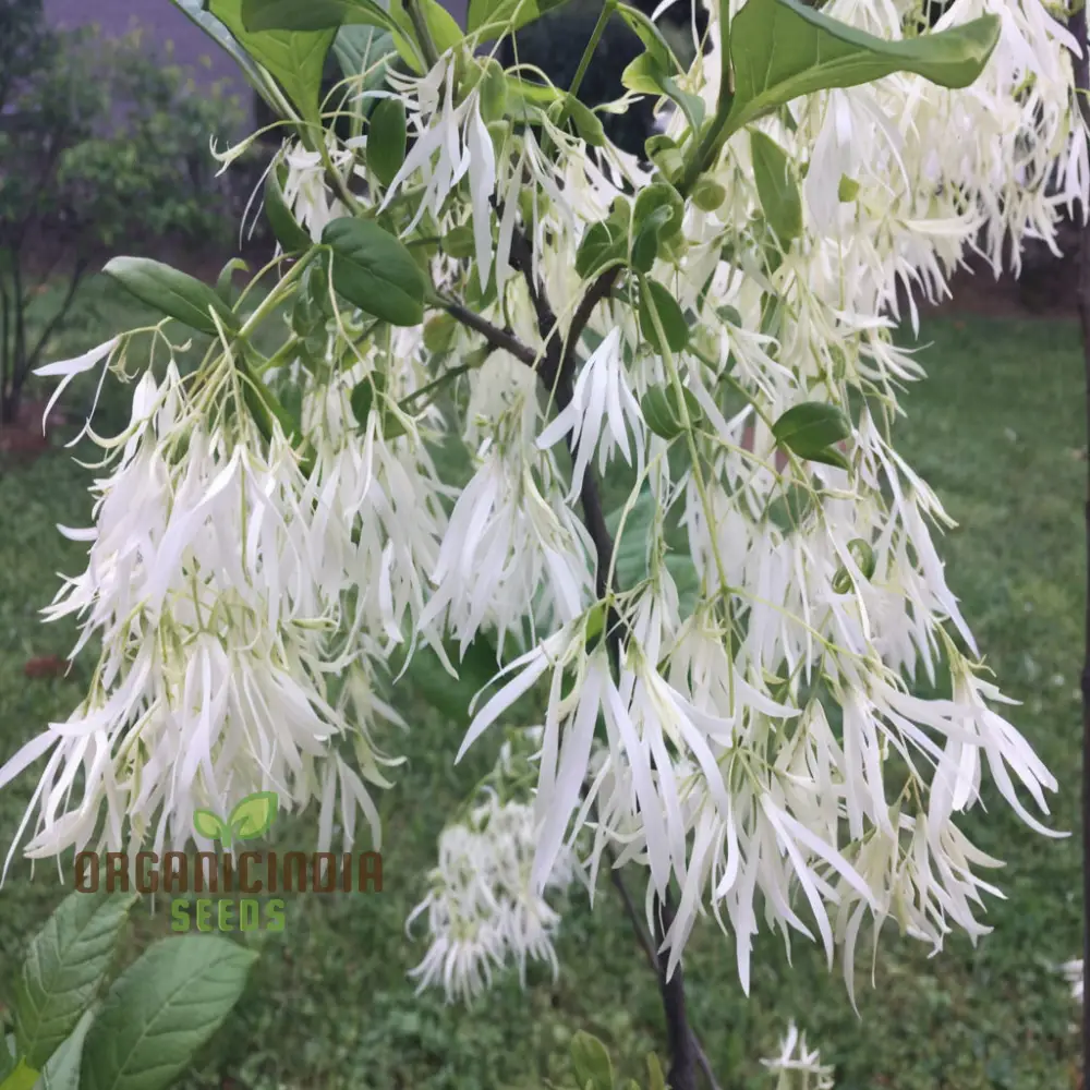 White Fringe Tree plant Seeds (Chionanthus virginicus) Rare Native Variety, Easy to Grow, Stunning Fragrant Blooms