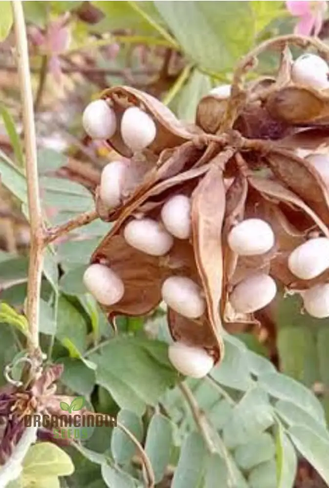 White Gunja Seeds – Premium Quality Garden Seeds for Home & Outdoor Planting