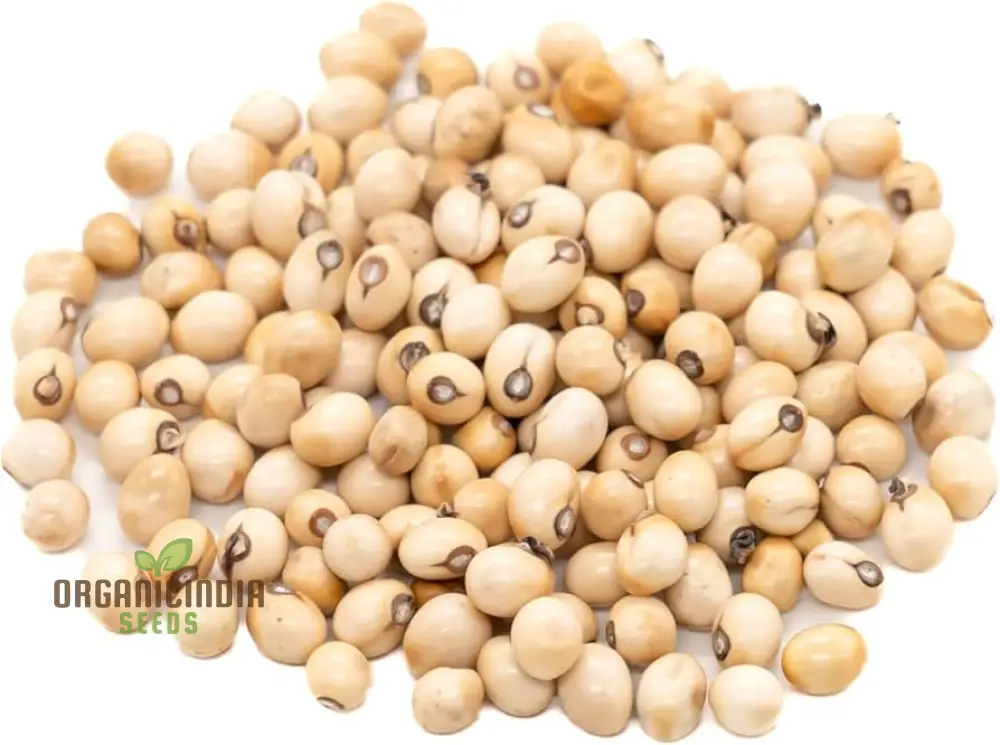 White Gunja Seeds – Premium Quality Garden Seeds for Home & Outdoor Planting - Image 3