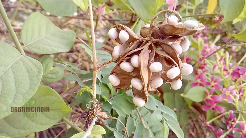 White Gunja Seeds – Premium Quality Garden Seeds for Home & Outdoor Planting - Image 4