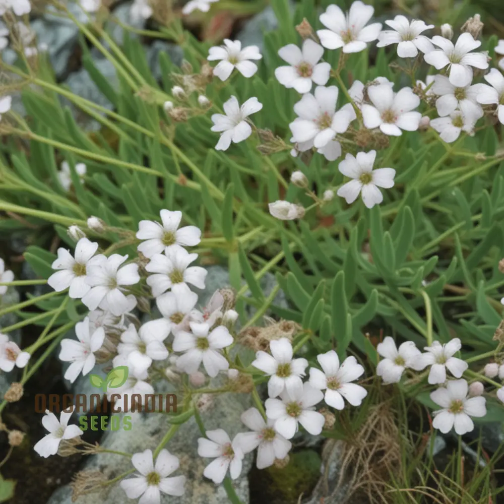 White Gypsophila Repens Seeds for Planting
