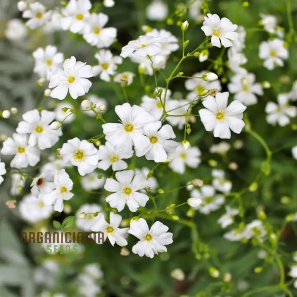 White Gypsophila Repens Seeds for Planting - Image 3