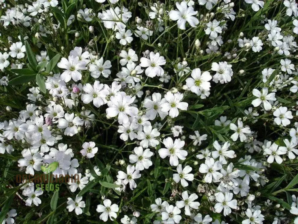 White Gypsophila Repens Seeds for Planting - Image 4
