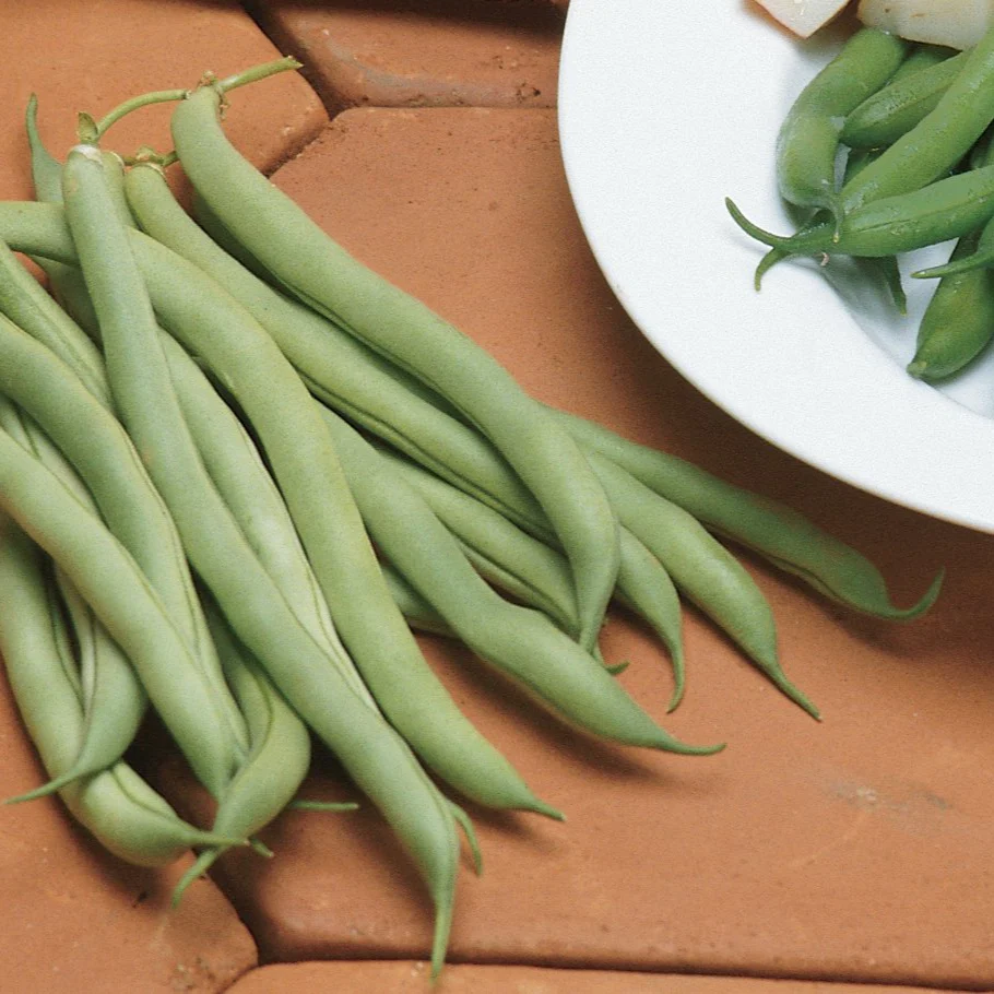 White Half Runner Green Bean Seeds, Planting