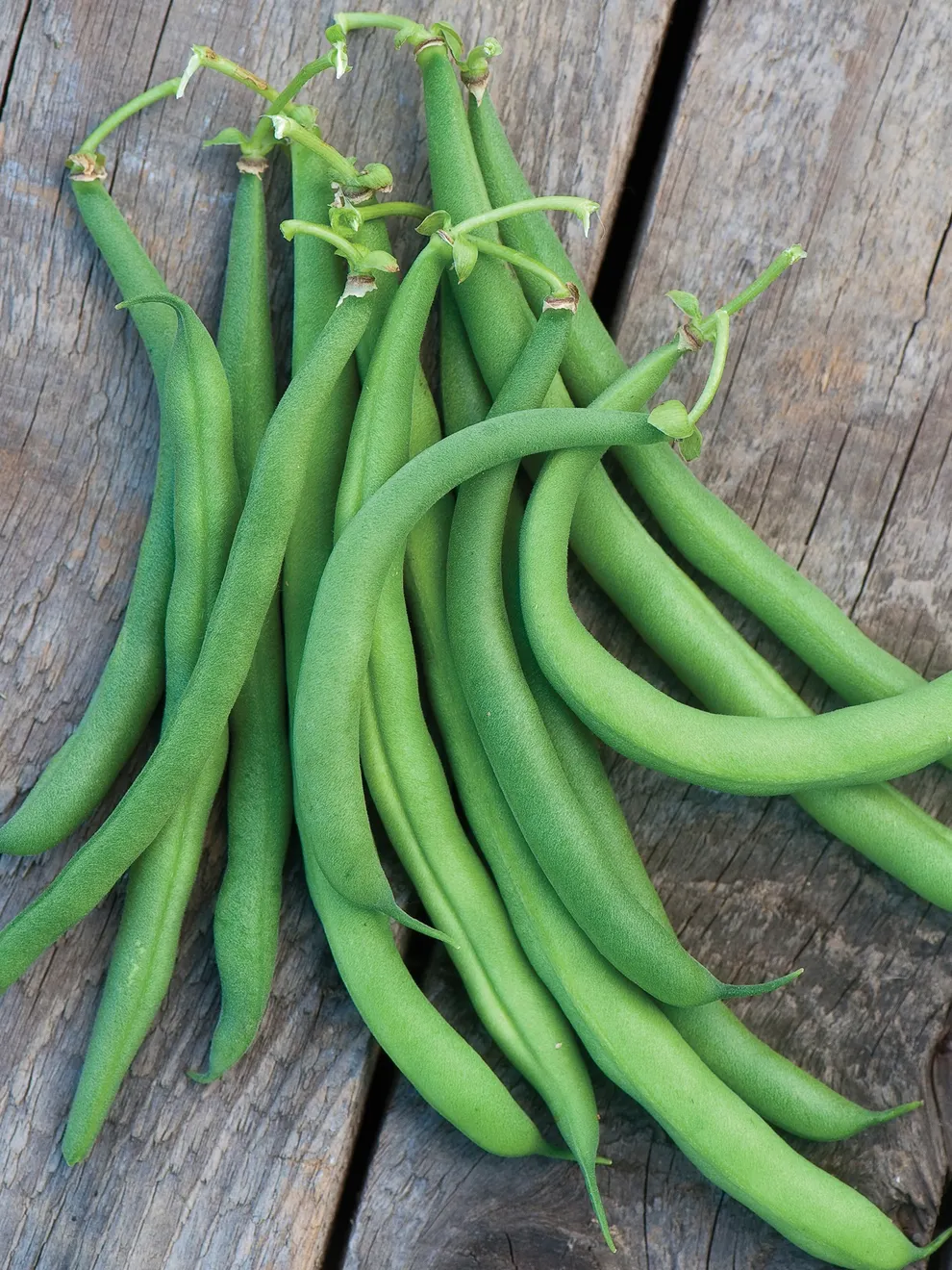 White Half Runner Green Bean Seeds, Planting - Image 4
