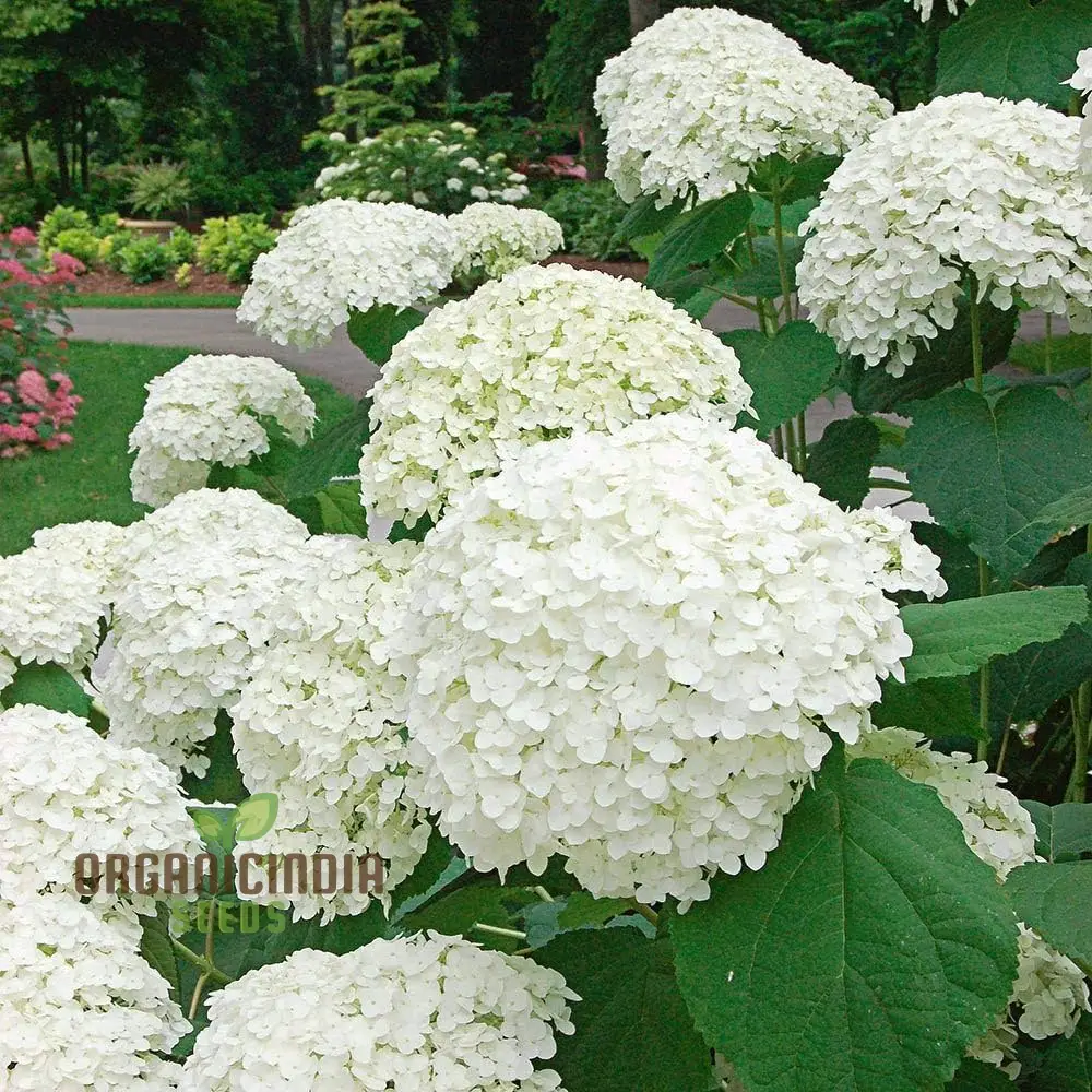 White Hydrangea Flower Seeds for Planting, Grow Stunning Hydrangea Planting Bonsai Your Garden, High-Quality Hydrangea Flower Seeds