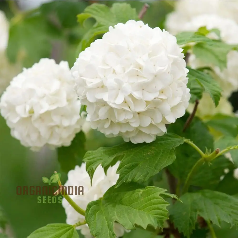 White Hydrangea Flower Seeds for Planting, Grow Stunning Hydrangea Planting Bonsai Your Garden, High-Quality Hydrangea Flower Seeds - Image 3