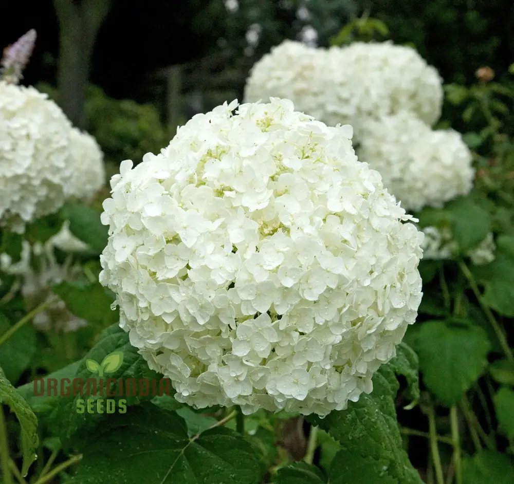 White Hydrangea Flower Seeds for Planting, Grow Stunning Hydrangea Planting Bonsai Your Garden, High-Quality Hydrangea Flower Seeds - Image 4