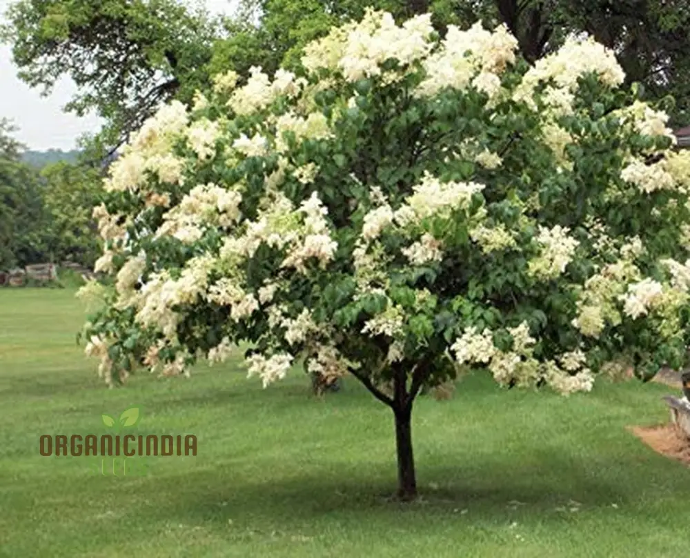 White Japanese Lilac Flower Seeds, Complete Planting Guide for Growing Elegant Lilac Blooms