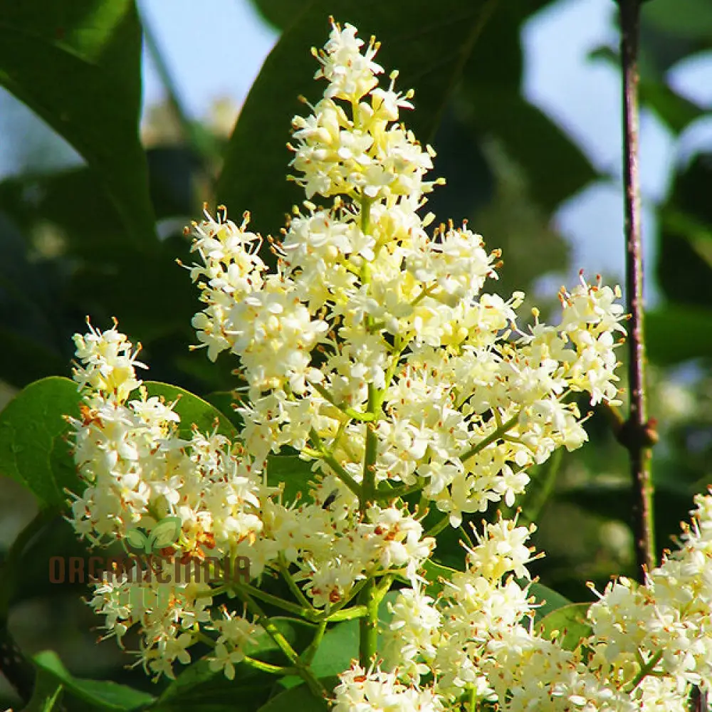 White Japanese Lilac Flower Seeds, Complete Planting Guide for Growing Elegant Lilac Blooms - Image 3