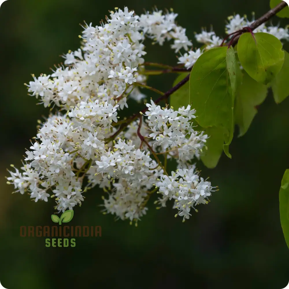 White Japanese Lilac Flower Seeds, Complete Planting Guide for Growing Elegant Lilac Blooms - Image 4