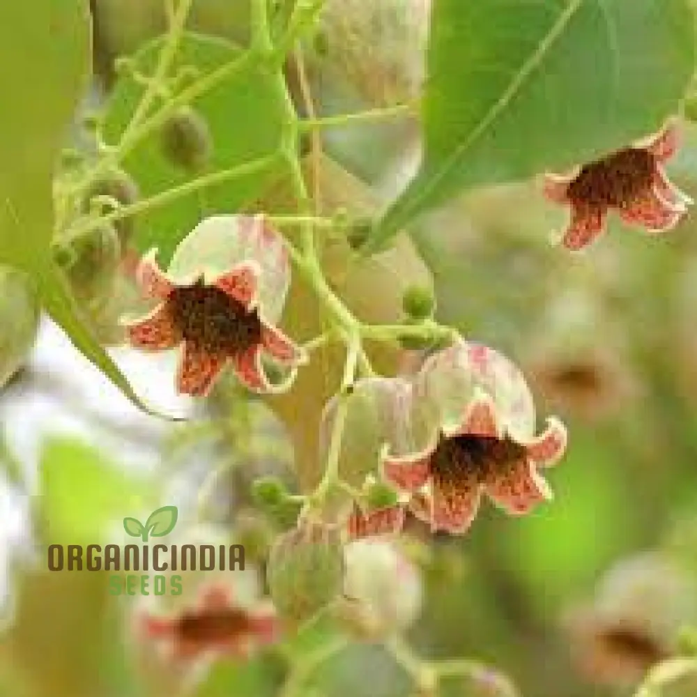 White Kurrajong WILDFLOWER Seeds for Planting - Gardening and Planting in Your Garden